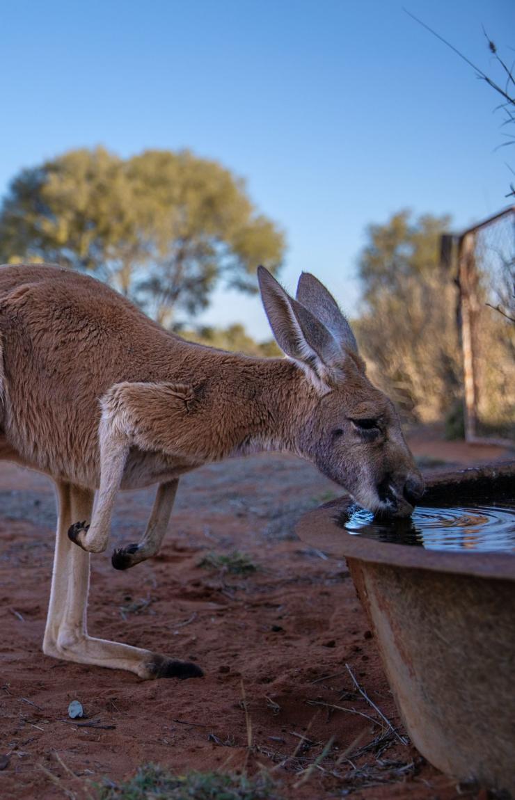 Kangaroo Sanctuary, Alice Springs, Northern Territory © Tourism Australia