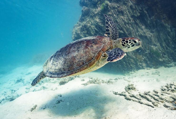 Tartaruga, Heron Island, Queensland © James Vodicka Tartaruga, Heron Island, Queensland © James Vodicka