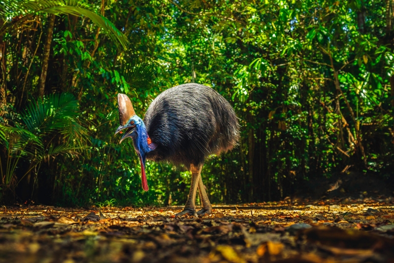 Cassowary nella Daintree Rainforest, Queensland © Tourism and Events Queensland Cassowary nella Daintree Rainforest, Queensland © Tourism and Events Queensland