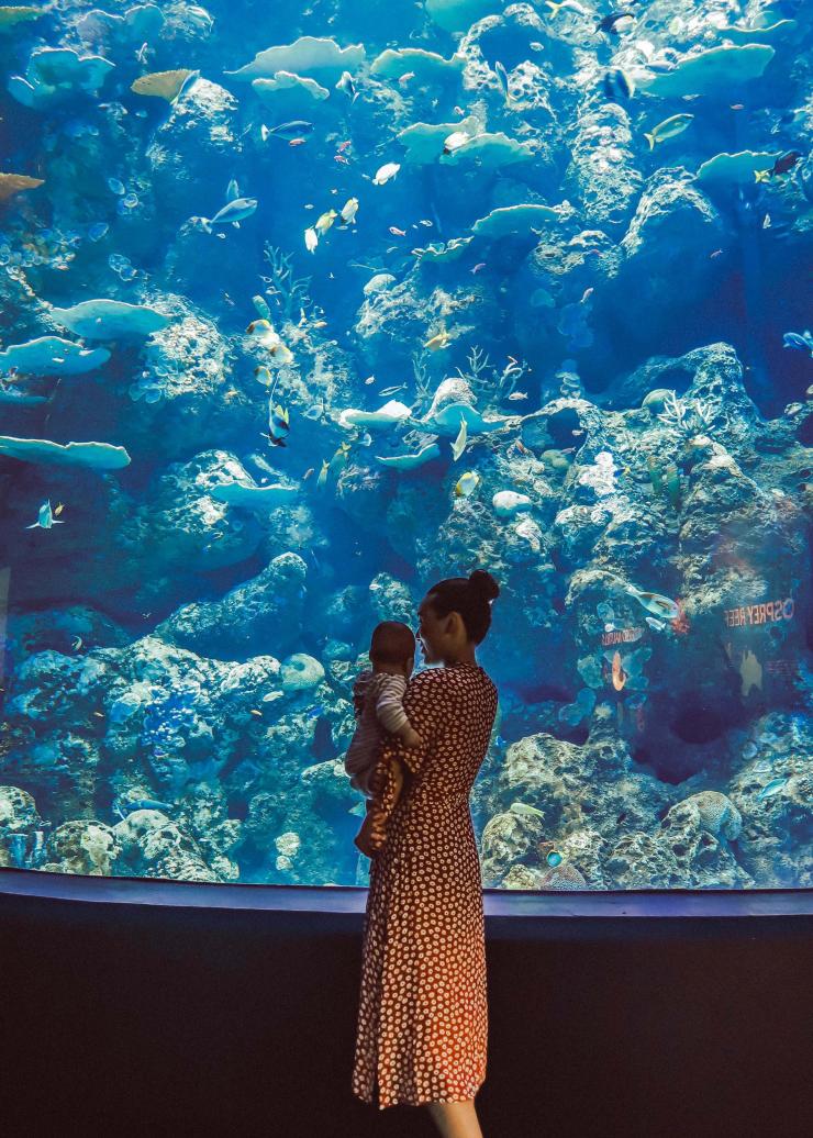 Famiglia al Cairns Aquarium a Cairns © Tourism Tropical North Queensland