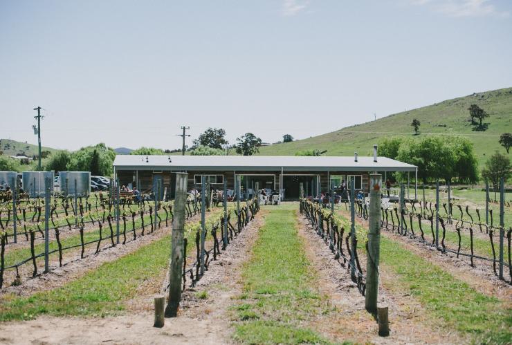 Vista sulle viti verso la cantina da Four Winds Vineyard, Murrumbateman, New South Wales © VisitCanberra