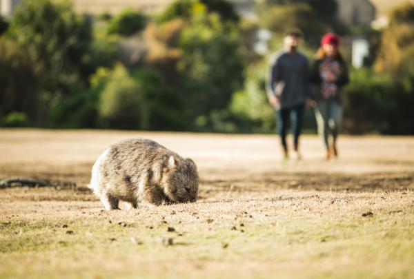 Couple walking next to a wombat on Maria Island, TAS © Tourism Tasmania/Stu Gibson