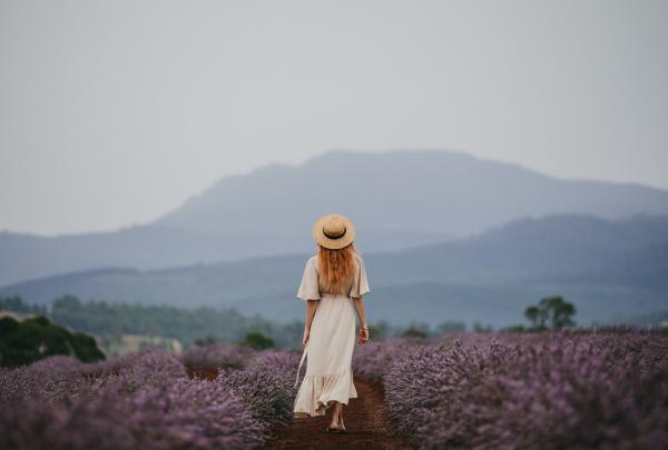 Bridestowe Lavender Estate, outside Launceston, Tasmania © Jarrad Seng