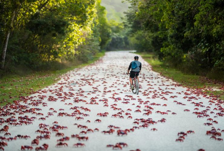 Ciclista che pedala tra i granchi, Christmas Island © Christmas Island Tourism Association