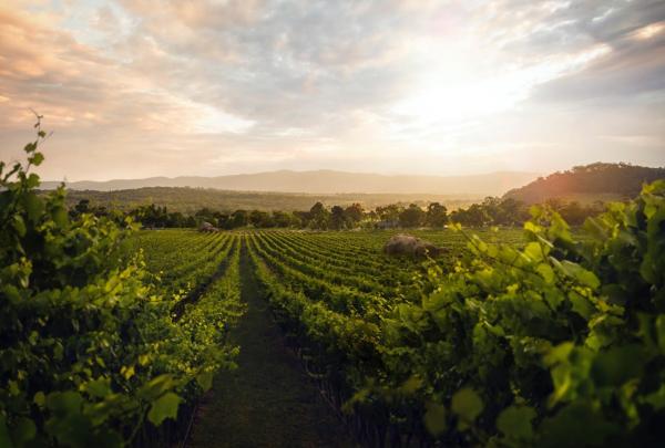 Sirromet Vineyards, Grantie Belt, Queensland © Sirromet Vineyards