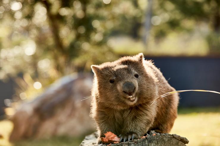 Wombat, Symbio Wildlife Park, Helensburgh, NSW © Destination NSW