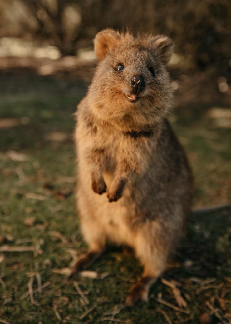 Quokka, Rottnest Island, Western Australia © Tourism Western Australia 