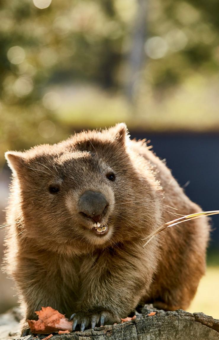 Wombat, Symbio Wildlife Park, Helensburgh, NSW © Destination NSW