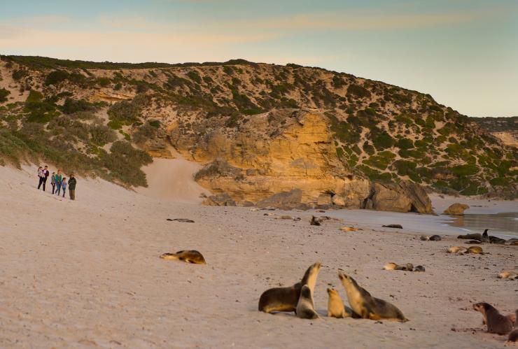 Famiglia che osserva leoni marini sulla spiaggia al Seal Bay Conservation Park a Kangaroo Island © South Australian Tourism Commission Famiglia che osserva leoni marini sulla spiaggia al Seal Bay Conservation Park a Kangaroo Island © South Australian Tourism Commission