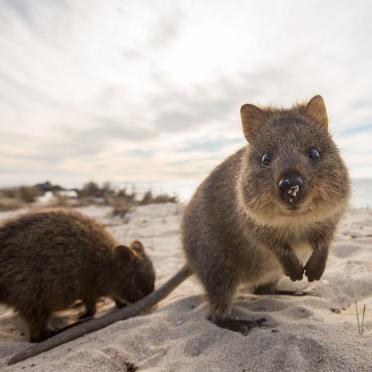 Quokka sulla spiaggia a Rottnest Island © Allan Dixon Quokka sulla spiaggia a Rottnest Island © Allan Dixon