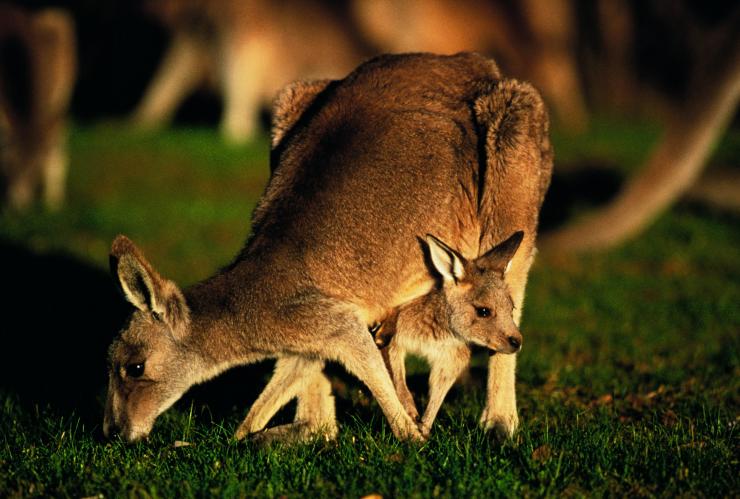 Canguro con cucciolo nel marsupio all'Anglesea Golf Course ad Anglesea © Visit Victoria Canguro con cucciolo nel marsupio all'Anglesea Golf Course ad Anglesea © Visit Victoria