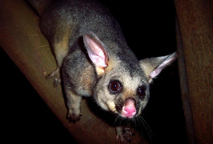 Opossum dalla coda a spazzola osservato di notte durante un Boutique Wildlife Tour nelle Southern Highlands © Boutique Wildlife Tours Opossum dalla coda a spazzola osservato di notte durante un Boutique Wildlife Tour nelle Southern Highlands © Boutique Wildlife Tours