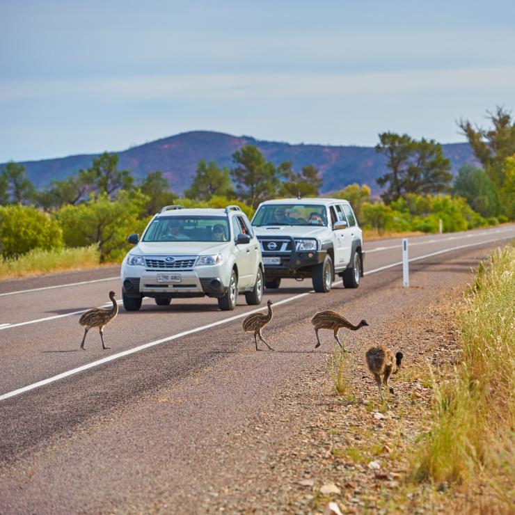Auto in sosta per fare attraversare la strada ad alcuni emù nell'Ikara-Flinders Ranges National Park © South Australian Tourism Commission Auto in sosta per fare attraversare la strada ad alcuni emù nell'Ikara-Flinders Ranges National Park © South Australian Tourism Commission