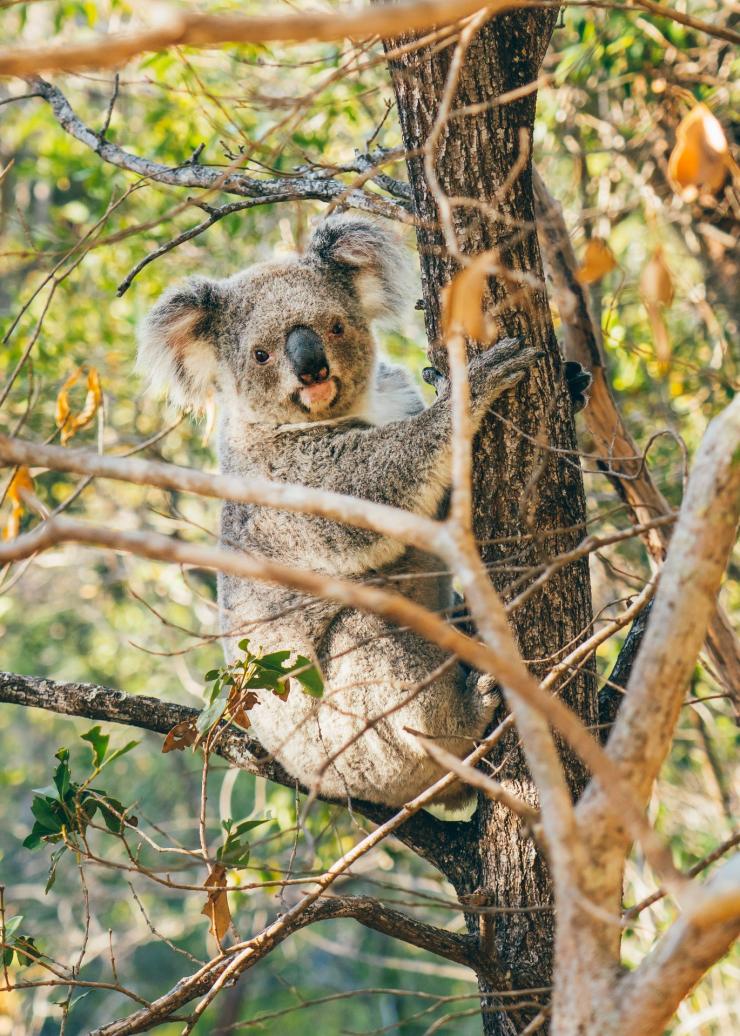 Koala sugli alberi a Magnetic Island © Tourism and Events Queensland Koala sugli alberi a Magnetic Island © Tourism and Events Queensland