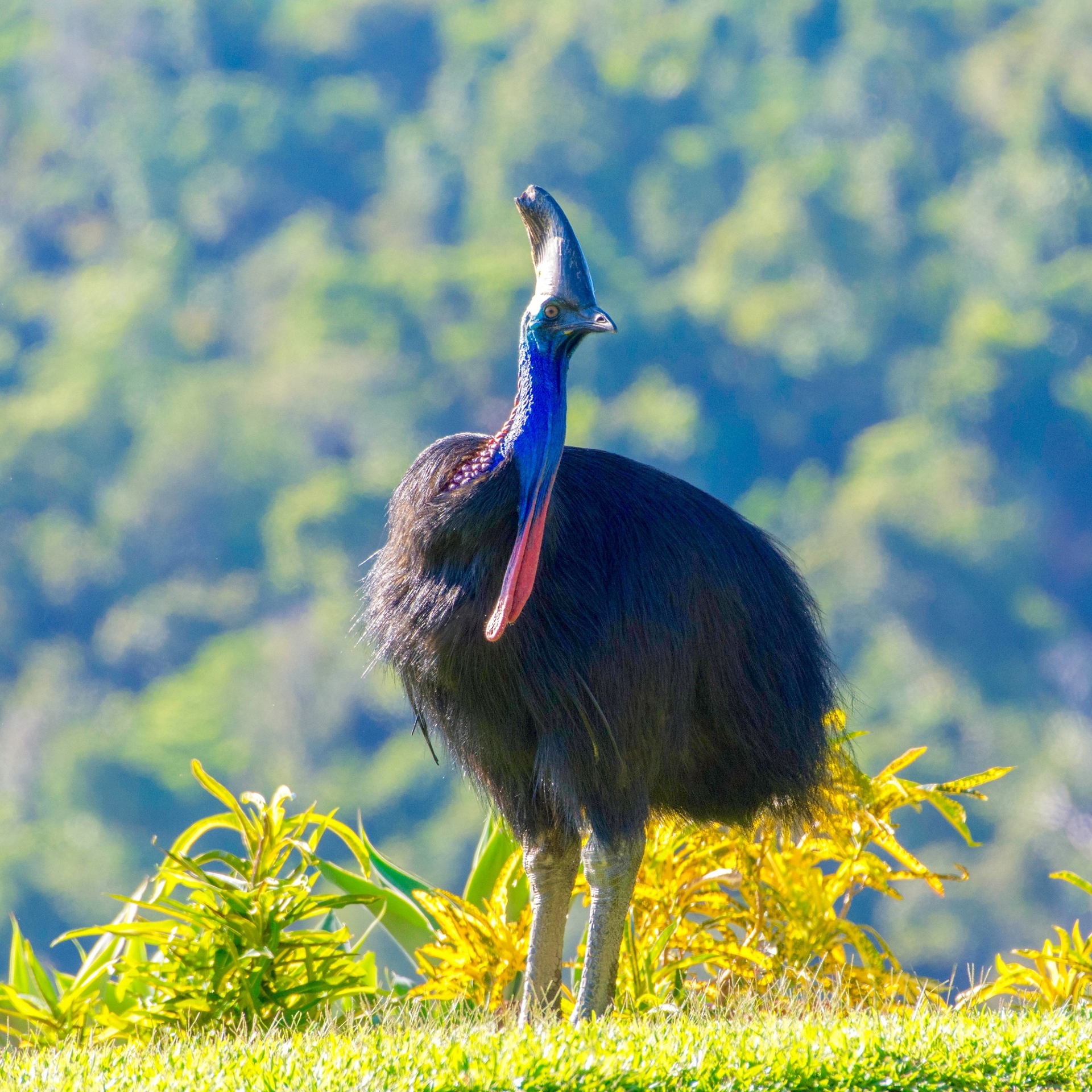 Casuario australiano avvistato nel Daintree National Park © FNQ Nature Tours