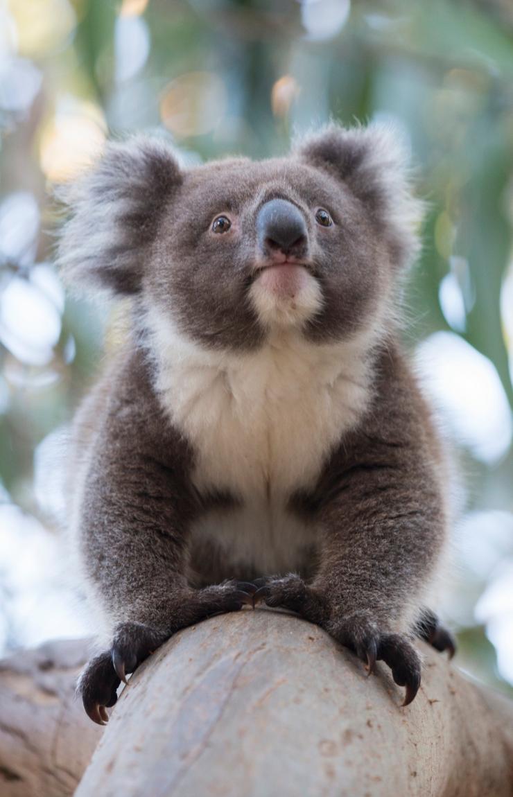 Un koala sul ramo di un albero che guarda in alto verso le foglie all'Hanson Bay Sanctuary, Kangaroo Island, South Australia © Tourism Australia 
