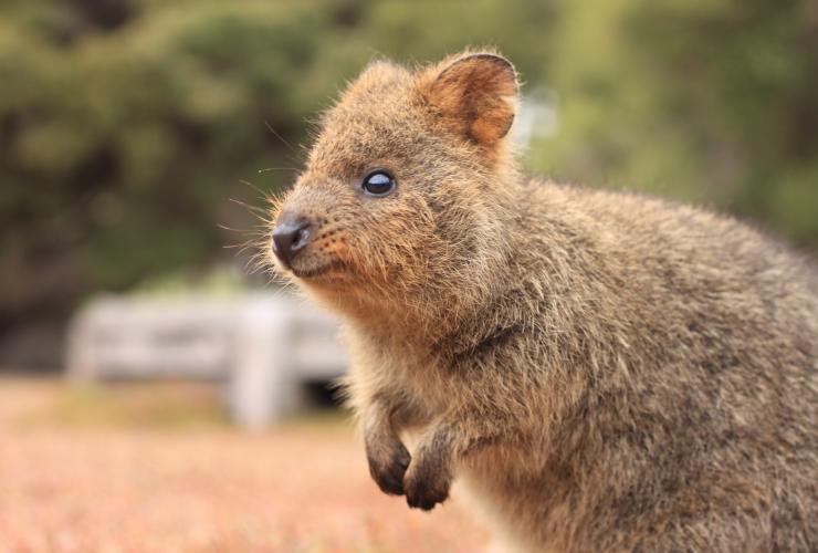 Quokka, Rottnest Island, Western Australia © Tourism Australia