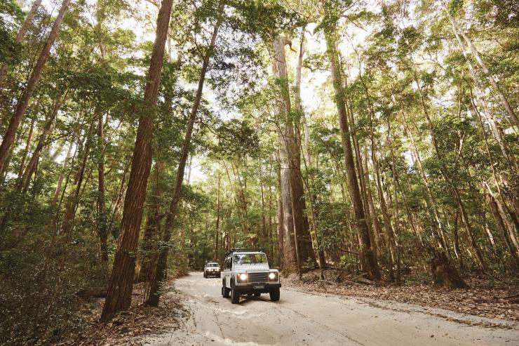 Foresta pluviale a Fraser Island, Queensland © Tourism and Events Queensland