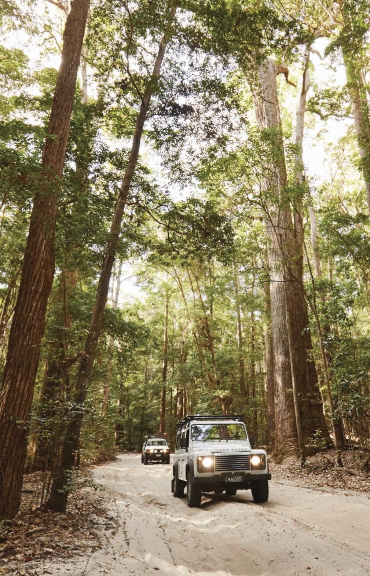 Foresta pluviale a Fraser Island, Queensland © Tourism and Events Queensland Foresta pluviale a Fraser Island, Queensland © Tourism and Events Queensland