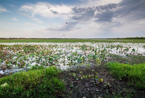Mamukala Wetlands, Kakadu, Northern Territory © Tourism NT/Navin Chandra 