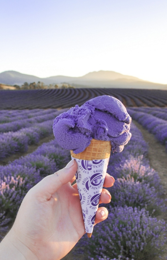 Bridestowe Lavender Estate, Nabowla, Tasmania © Bridestowe Lavender Estate