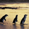 Pinguini minori, Phillip Island Nature Park, Victoria © Phillip Island Nature Park