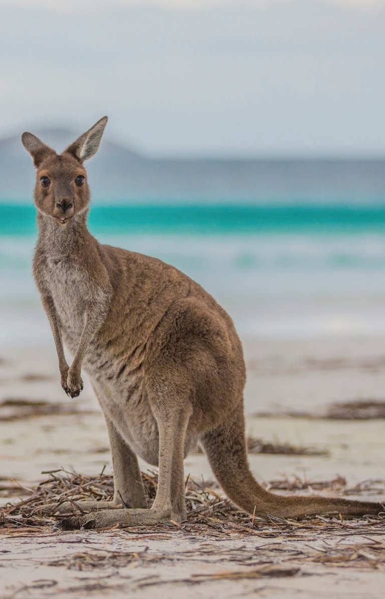 西オーストラリア州、ケープ・ル・グラン国立公園、ラッキー・ベイ © Greg Snell, Tourism Western Australia