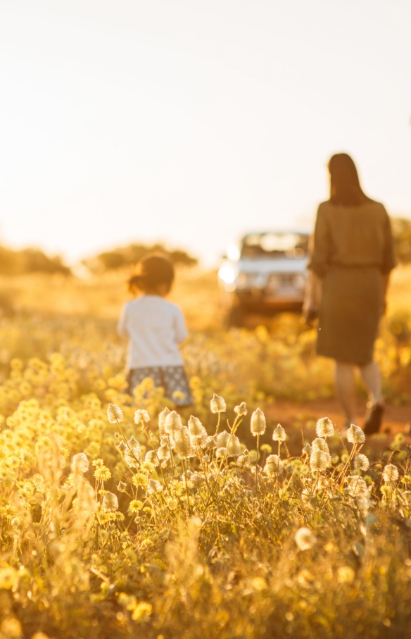   西オーストラリア州、ハーメルンプール近郊、ワイルドフラワー © Tourism Western Australia