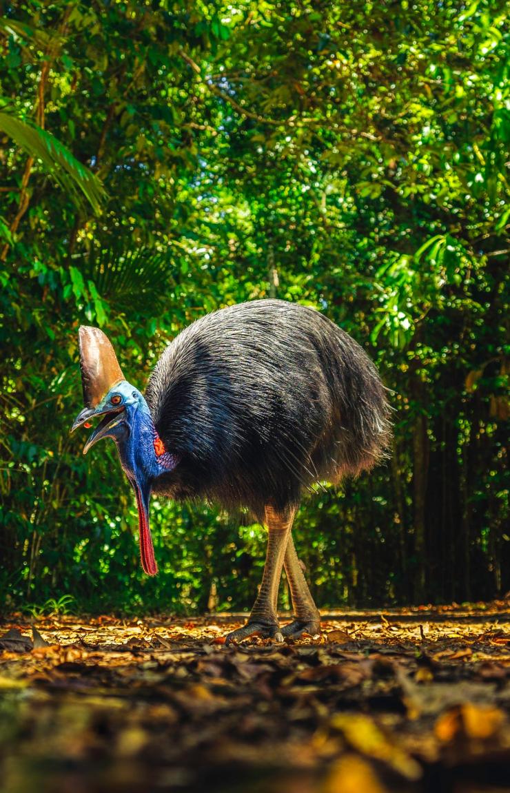 クイーンズランド州、デインツリー・レインフォレストのヒクイドリ © Tourism and Events Queensland クイーンズランド州、デインツリー・レインフォレストのヒクイドリ © Tourism and Events Queensland