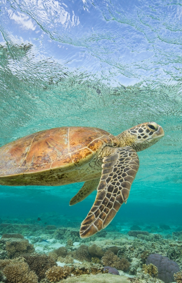 レディー・エリオット島沖合のサンゴ礁の上を泳ぐウミガメ © Sean Scott Photography