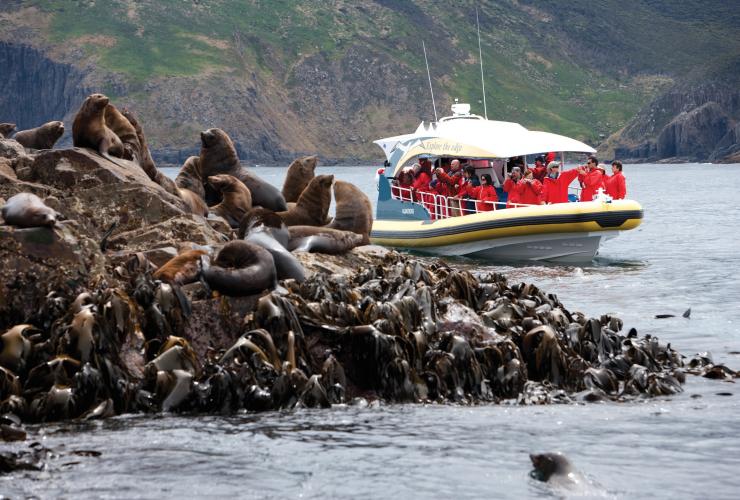 タスマニア州、ブルーニー島、ペニコット・ウィルダネス・ジャーニーズ、ブルーニー島クルーズ © Tourism Tasmania, Joe Shemesh タスマニア州、ブルーニー島、ペニコット・ウィルダネス・ジャーニーズ、ブルーニー島クルーズ © Tourism Tasmania, Joe Shemesh