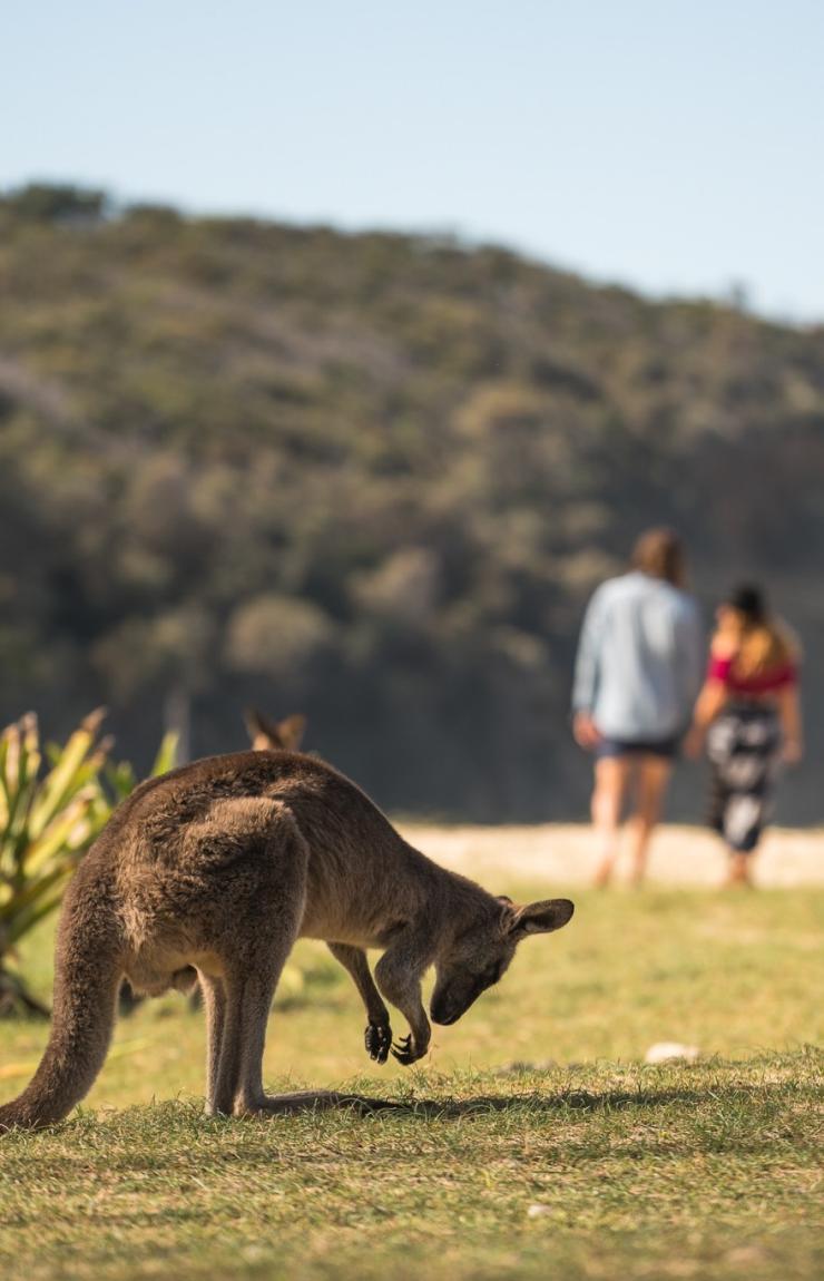 ニュー・サウス・ウェールズ州、ショールヘブン、ペブリー・ビーチ © Shoalhaven City Council