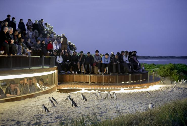 ビクトリア州、フィリップ島、ペンギン・パレードでビーチを歩くペンギンを見る人々 © Warren Reed