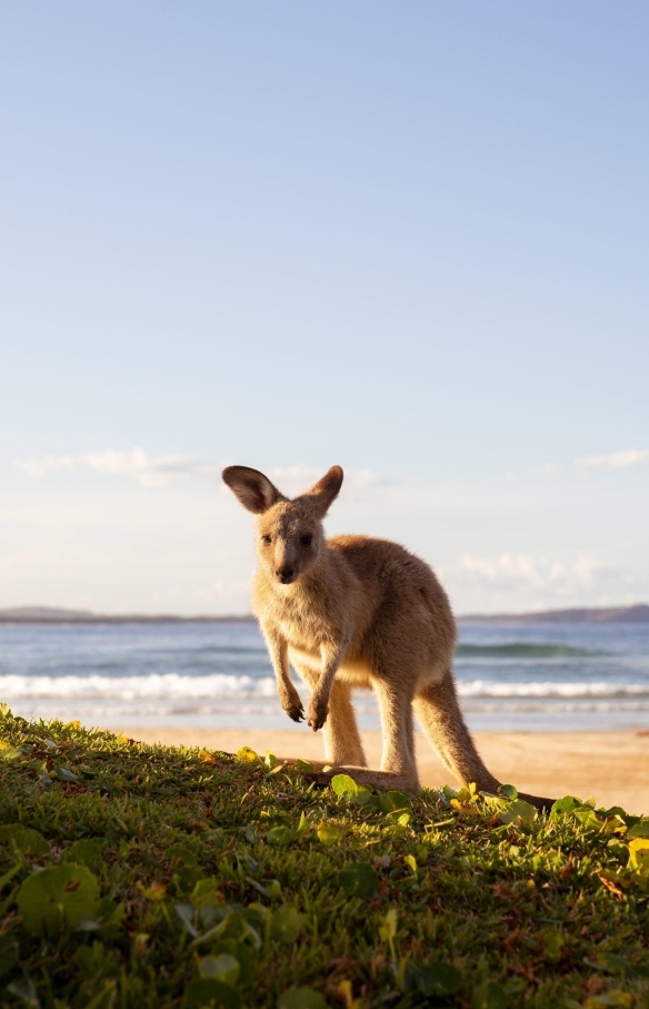 ニュー・サウス・ウェールズ州、クラウディ・ベイ国立公園、ダイアモンド・ヘッド・ビーチ © Tourism Australia