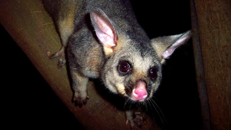 ニューサウスウェールズ州、サザン・ハイランズ、ブティック・ワイルドライフ・ツアー、フクロギツネ © Boutique Wildlife Tours ニューサウスウェールズ州、サザン・ハイランズ、ブティック・ワイルドライフ・ツアー、フクロギツネ © Boutique Wildlife Tours