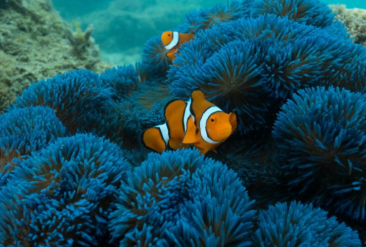 クイーンズランド州、フランクランド諸島、フランクランド・アイランズ・リーフ・クルーズ、クマノミ © Frankland Islands Reef Cruises/Australian Wildlife Journeys クイーンズランド州、フランクランド諸島、フランクランド・アイランズ・リーフ・クルーズ、クマノミ © Frankland Islands Reef Cruises/Australian Wildlife Journeys