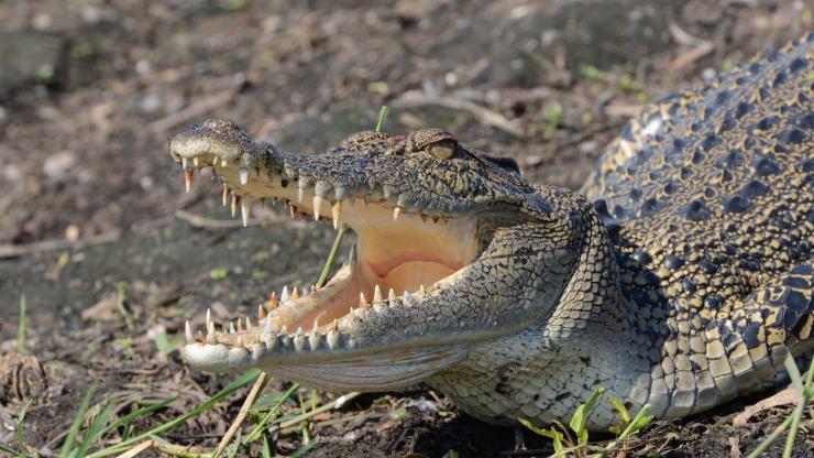 ノーザンテリトリー、カカドゥ国立公園、ローズ・カカドゥ & アーネムランド・サファリ、イリエワニ © Lords Kakadu & Arnhemland Safaris ノーザンテリトリー、カカドゥ国立公園、ローズ・カカドゥ & アーネムランド・サファリ、イリエワニ © Lords Kakadu & Arnhemland Safaris