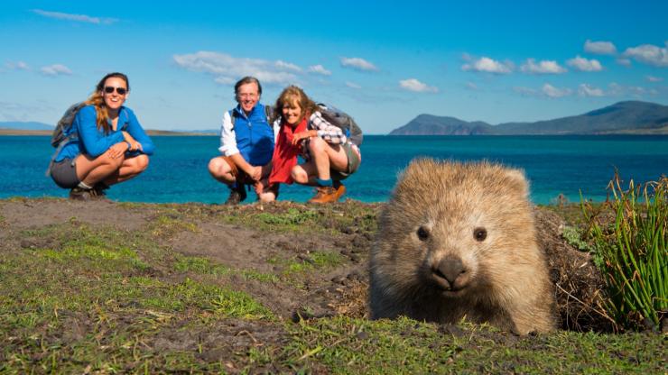タスマニア州、マリア島、マリア・アイランド・ウォーク、ウォンバット © The Maria Island Walk タスマニア州、マリア島、マリア・アイランド・ウォーク、ウォンバット © The Maria Island Walk