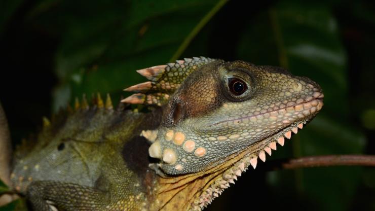 クイーンズランド州、デインツリー国立公園、FNQネイチャー・ツアーズ、ボイド・フォーレスト・ドラゴン © FNQ Nature Tours クイーンズランド州、デインツリー国立公園、FNQネイチャー・ツアーズ、ボイド・フォーレスト・ドラゴン © FNQ Nature Tours