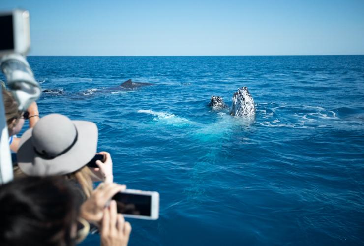 クイーンズランド州、ハービー・ベイ、水面に顔を出すザトウクジラ © Pacific Whale Foundation Eco-Adventures Australia クイーンズランド州、ハービー・ベイ、水面に顔を出すザトウクジラ © Pacific Whale Foundation Eco-Adventures Australia
