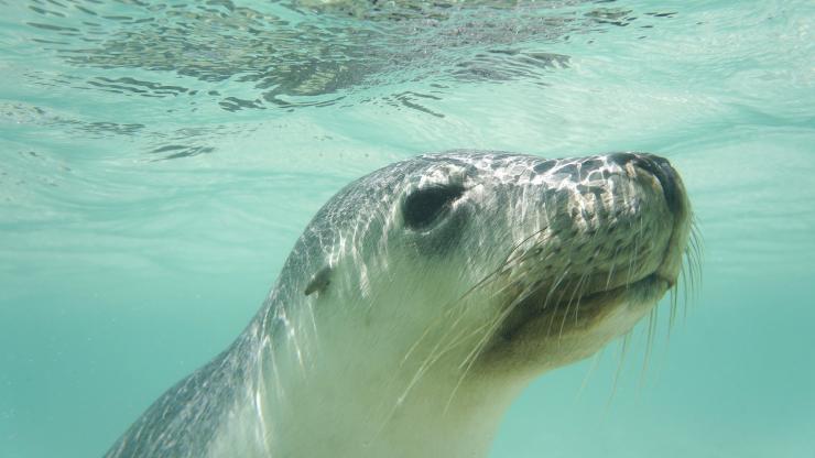 南オーストラリア州、エア半島、オーストラリアン・コースタル・サファリ、オーストラリア・アシカ © Australian Wildlife Journeys 南オーストラリア州、エア半島、オーストラリアン・コースタル・サファリ、オーストラリア・アシカ © Australian Wildlife Journeys