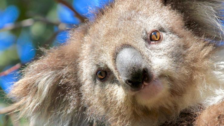 ビクトリア州、ユー・ヤングス、エチドナ・ウォークアバウト・ネイチャー・ツアー、コアラ © Echidna Walkabout Nature Tours ビクトリア州、ユー・ヤングス、エチドナ・ウォークアバウト・ネイチャー・ツアー、コアラ © Echidna Walkabout Nature Tours