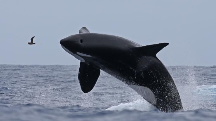 西オーストラリア州、ブレマー・キャニオン、ナチュラリステ・チャーターズ、シャチ © Naturaliste Charters 西オーストラリア州、ブレマー・キャニオン、ナチュラリステ・チャーターズ、シャチ © Naturaliste Charters