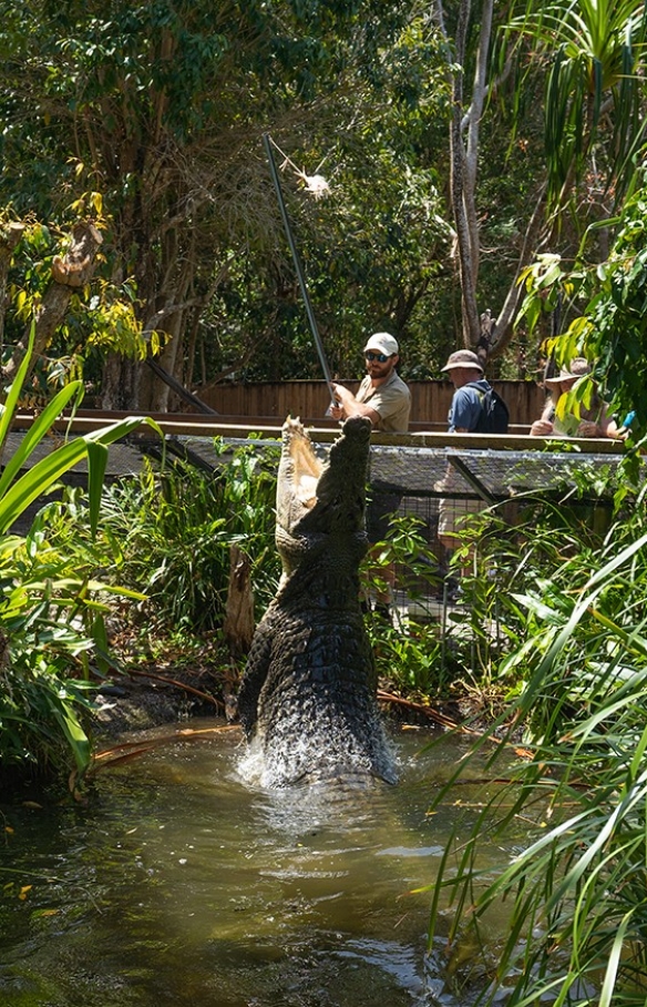 クイーンズランド州、ハートリーズ・クリーク・クロコダイル・アドベンチャーズの水から飛び出すクロコダイル © Tourism Australia