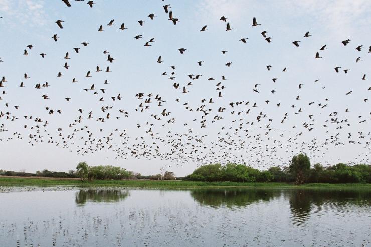 ノーザンテリトリーのカカドゥ国立公園のイエロー・ウォーターで湿地帯の上を飛んでいる鳥 © Gary Topic