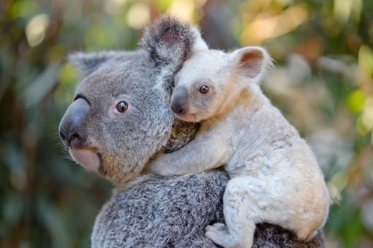 クイーンズランド州、ビアーワ、オーストラリア動物園、ホワイトコアラの子どもとお母さんのティア © Ben Beaden / Australia Zoo