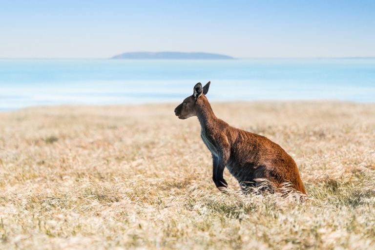 カンガルー島の草原のカンガルー © South Australian Tourism Commission