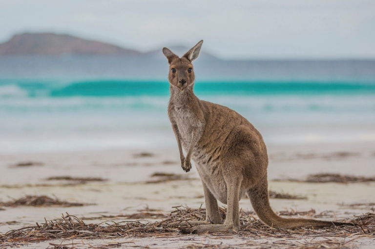 西オーストラリア州、ケープ・ル・グラン国立公園、ラッキー・ベイ © Greg Snell, Tourism Western Australia