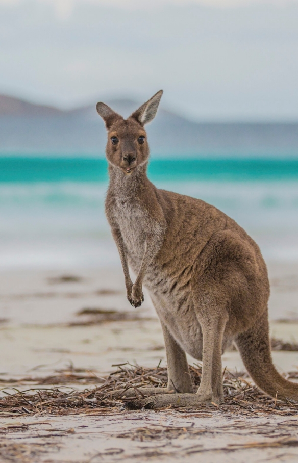 西オーストラリア州、ケープ・ル・グラン国立公園、ラッキー・ベイ © Greg Snell, Tourism Western Australia