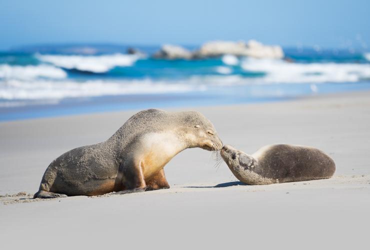 南オーストラリア州、カンガルー島、シール・ベイ自然保護公園 © Ben Goode